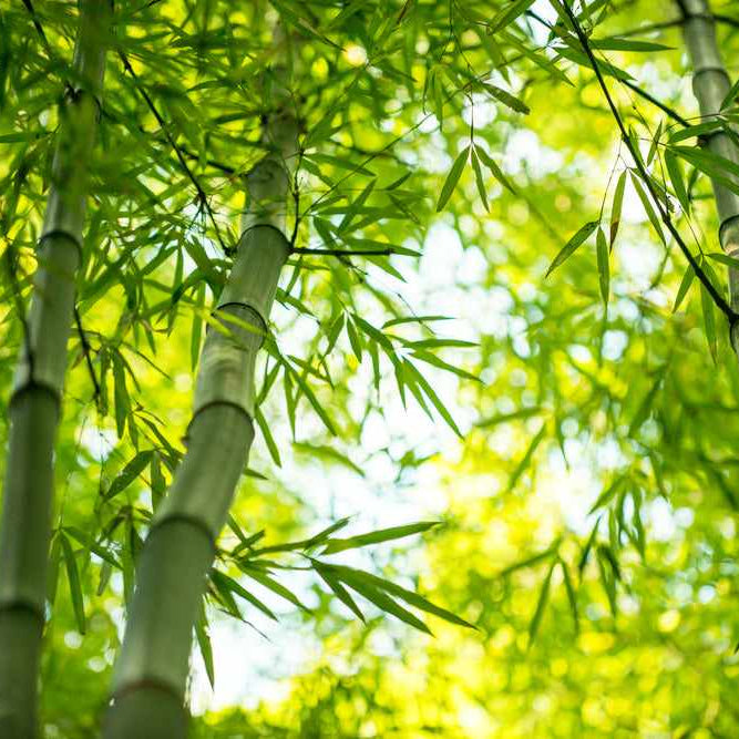 About Bamboo Fabrics: Properties, Sustainability and Comfort