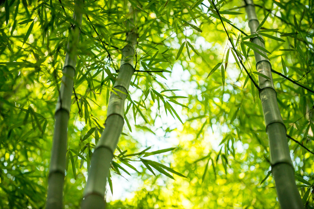 About Bamboo Fabrics: Properties, Sustainability and Comfort